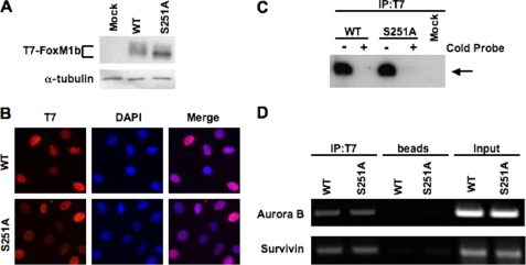 FIGURE 4.