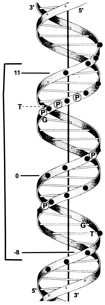 FIG. 5