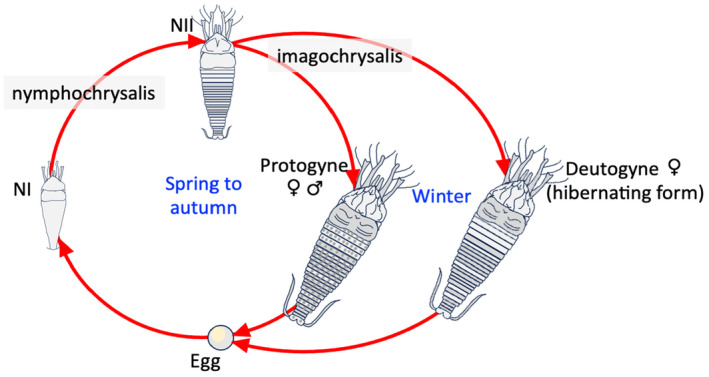 FIGURE 1