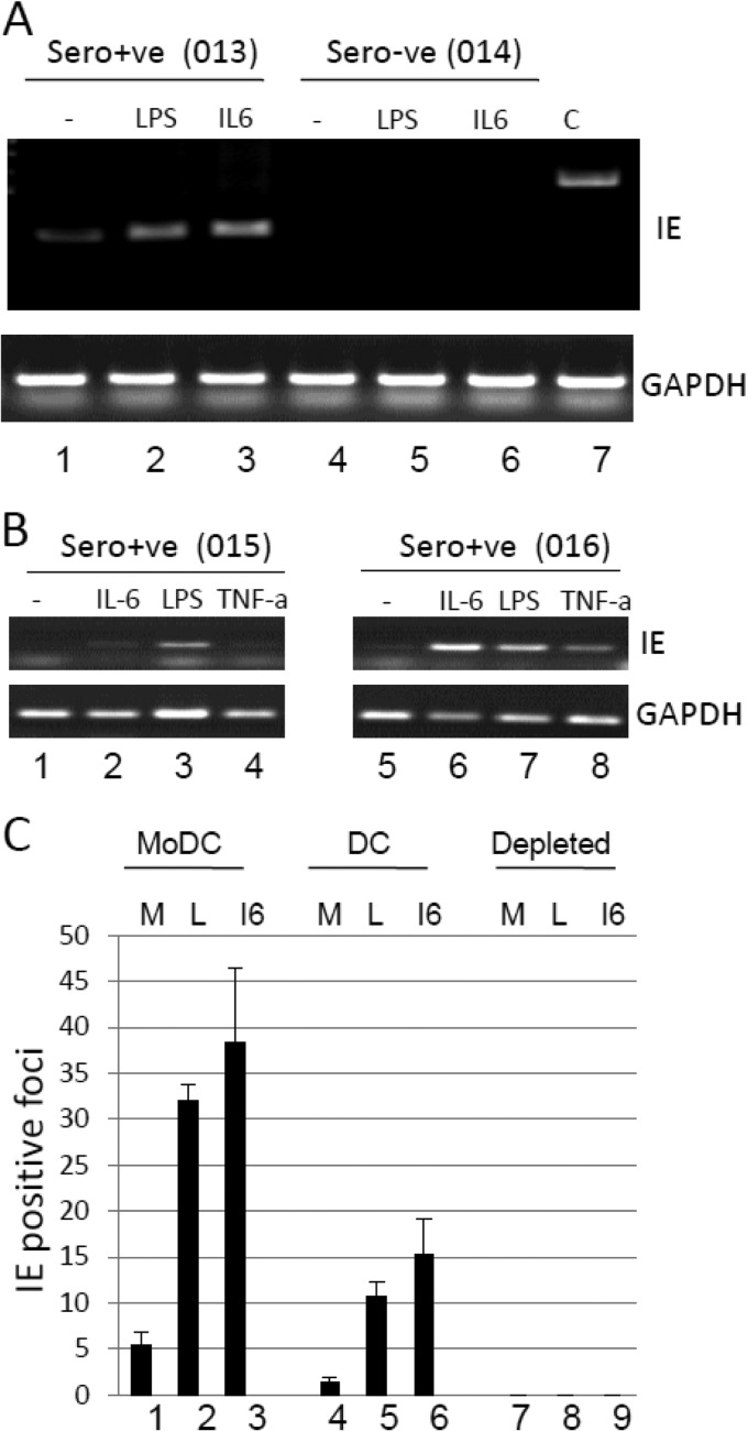 Fig 6