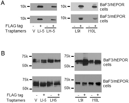 Figure 3—figure supplement 1.