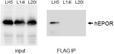 Figure 3—figure supplement 3.