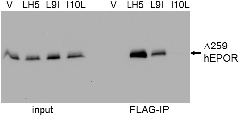 Figure 3—figure supplement 4.