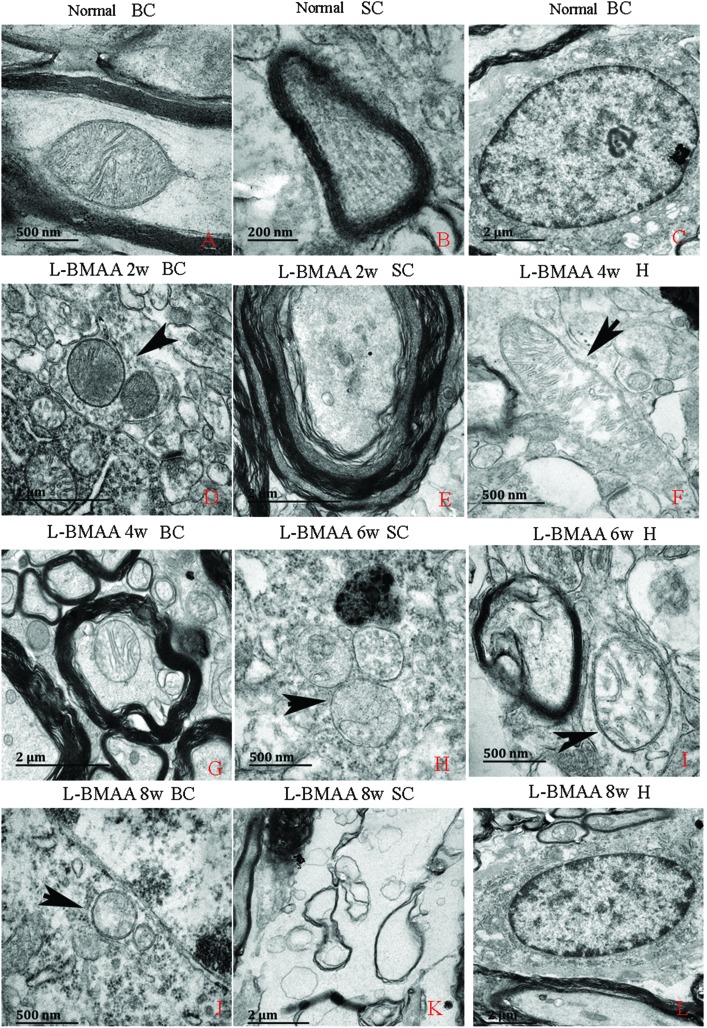 Fig. 10