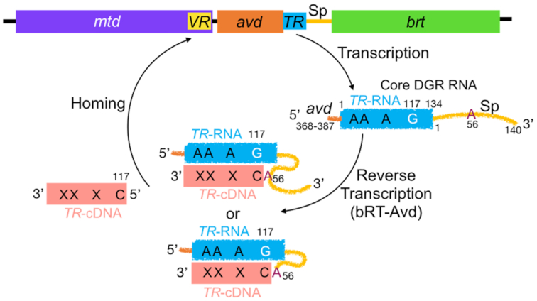 Figure 1.