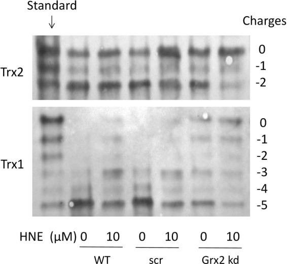 FIG. 7.