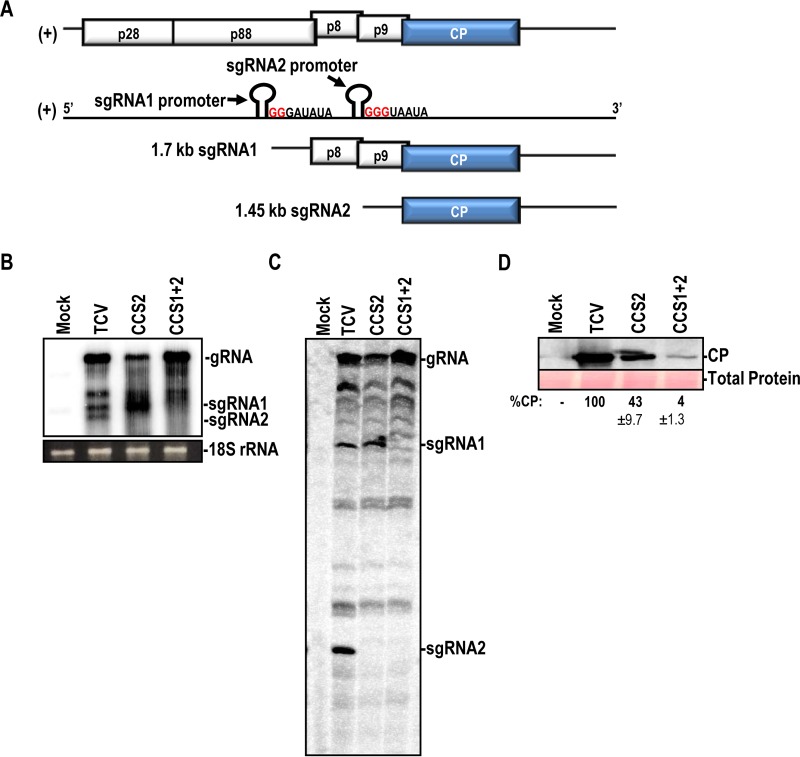 FIG 7