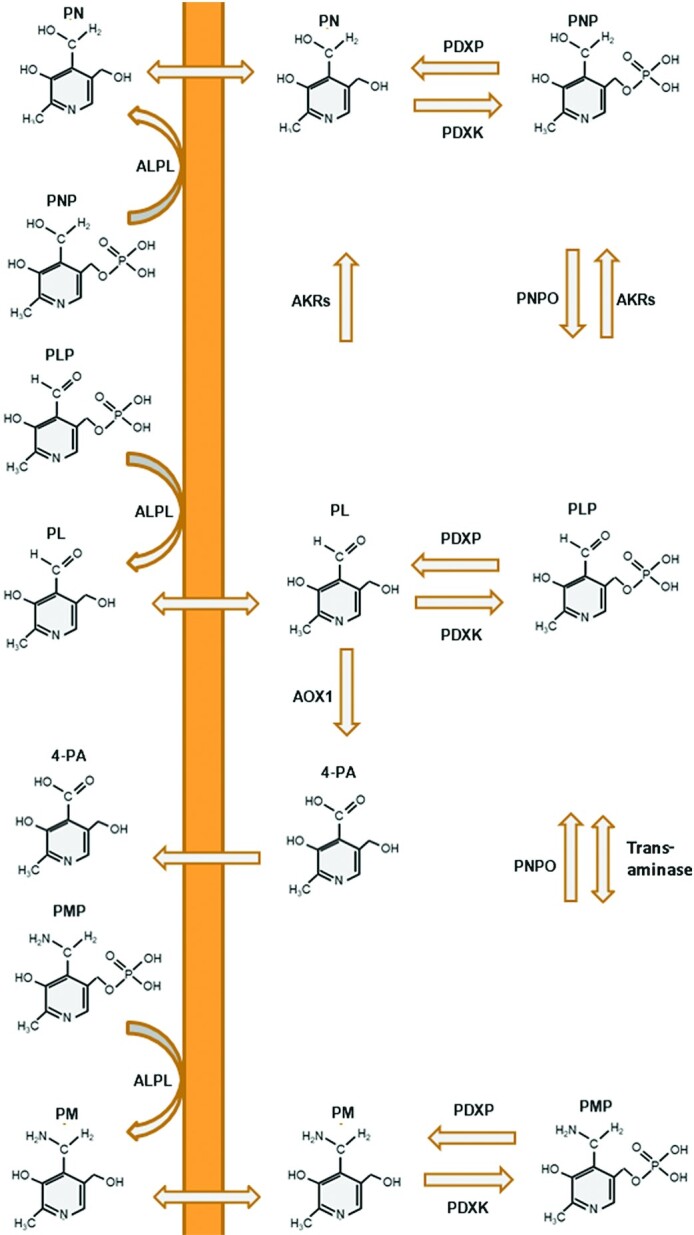 FIGURE 1