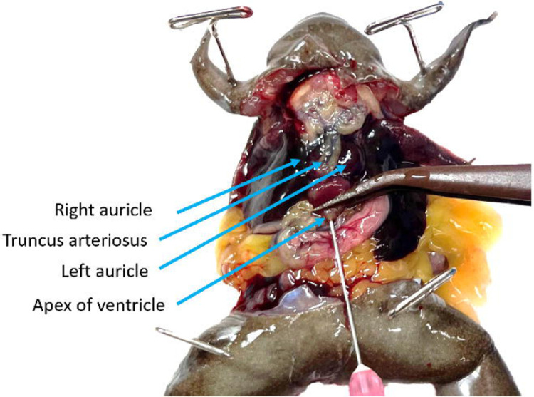 Figure 7.