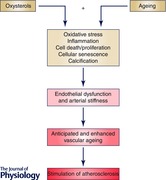 graphic file with name TJP-594-2095-g004.jpg