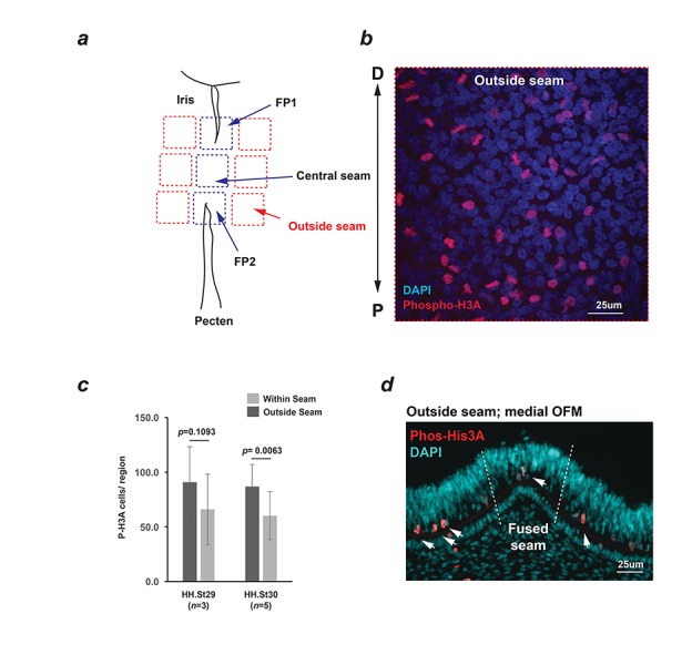 Figure 2—figure supplement 1.