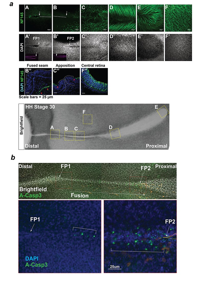 Figure 2—figure supplement 2.