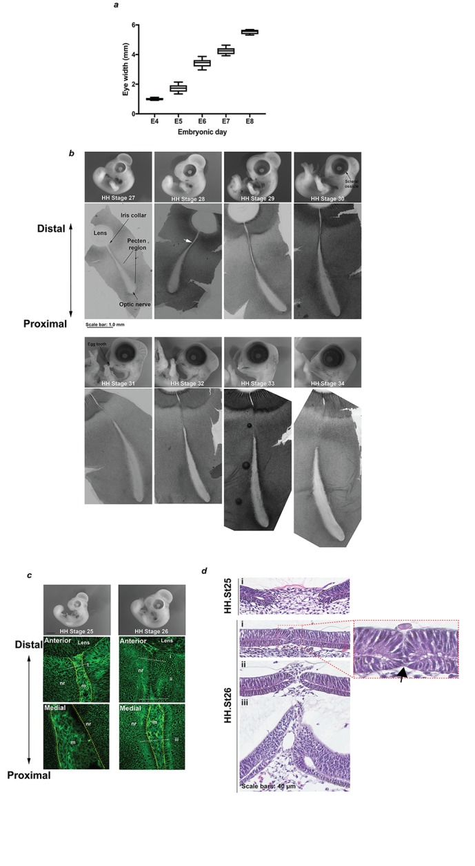 Figure 1—figure supplement 1.