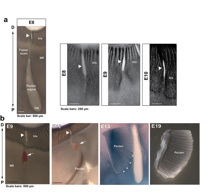 Figure 1—figure supplement 2.