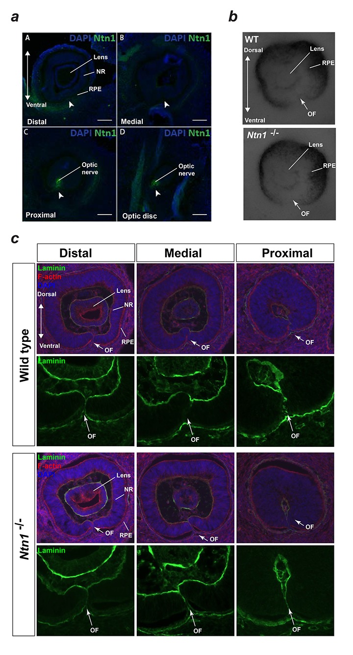 Figure 4—figure supplement 2.