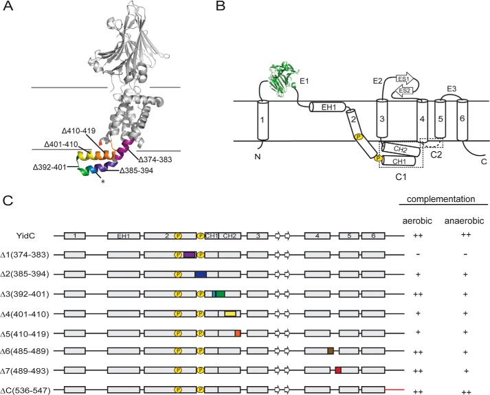 FIGURE 1.