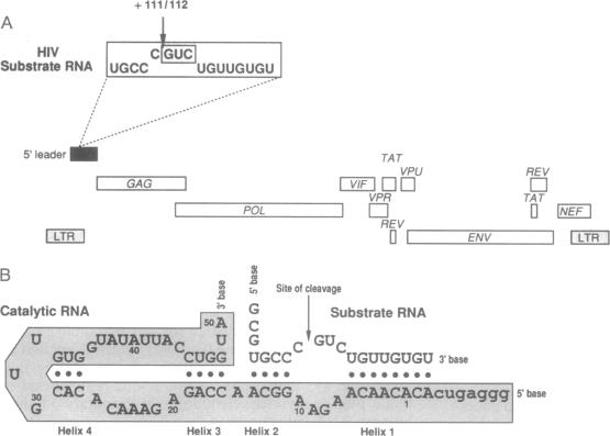 graphic file with name pnas01096-0252-a.jpg