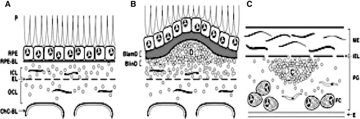 Fig. 1