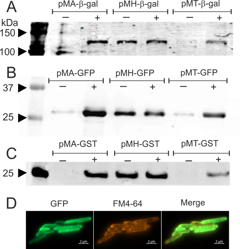 Fig 4