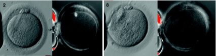 Fig. 2