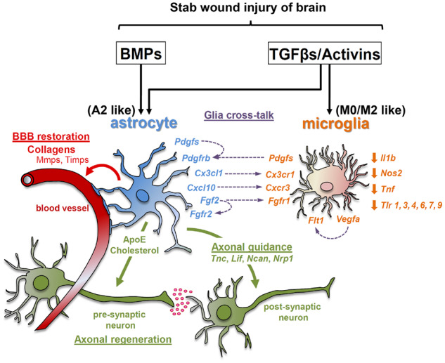 Graphical Abstract