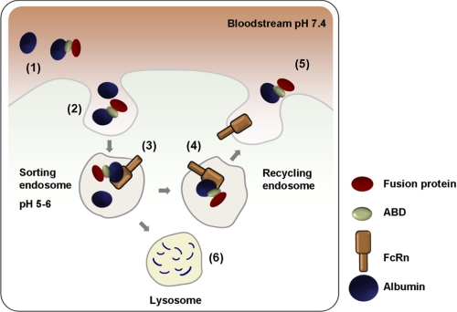 FIGURE 1.