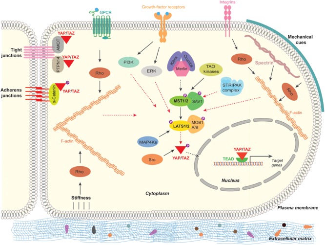 Role of Hippo Pathway-YAP/TAZ Signaling in Angiogenesis - PMC