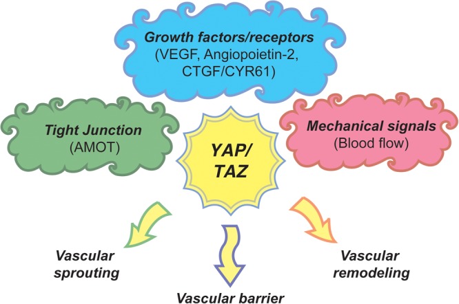 Role of Hippo Pathway-YAP/TAZ Signaling in Angiogenesis - PMC