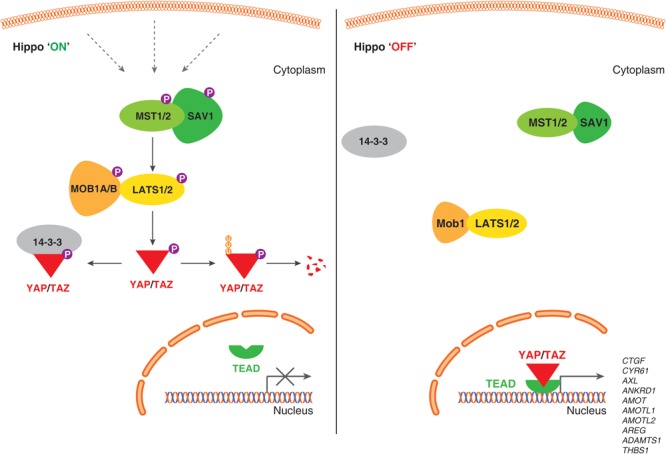 Role of Hippo Pathway-YAP/TAZ Signaling in Angiogenesis - PMC