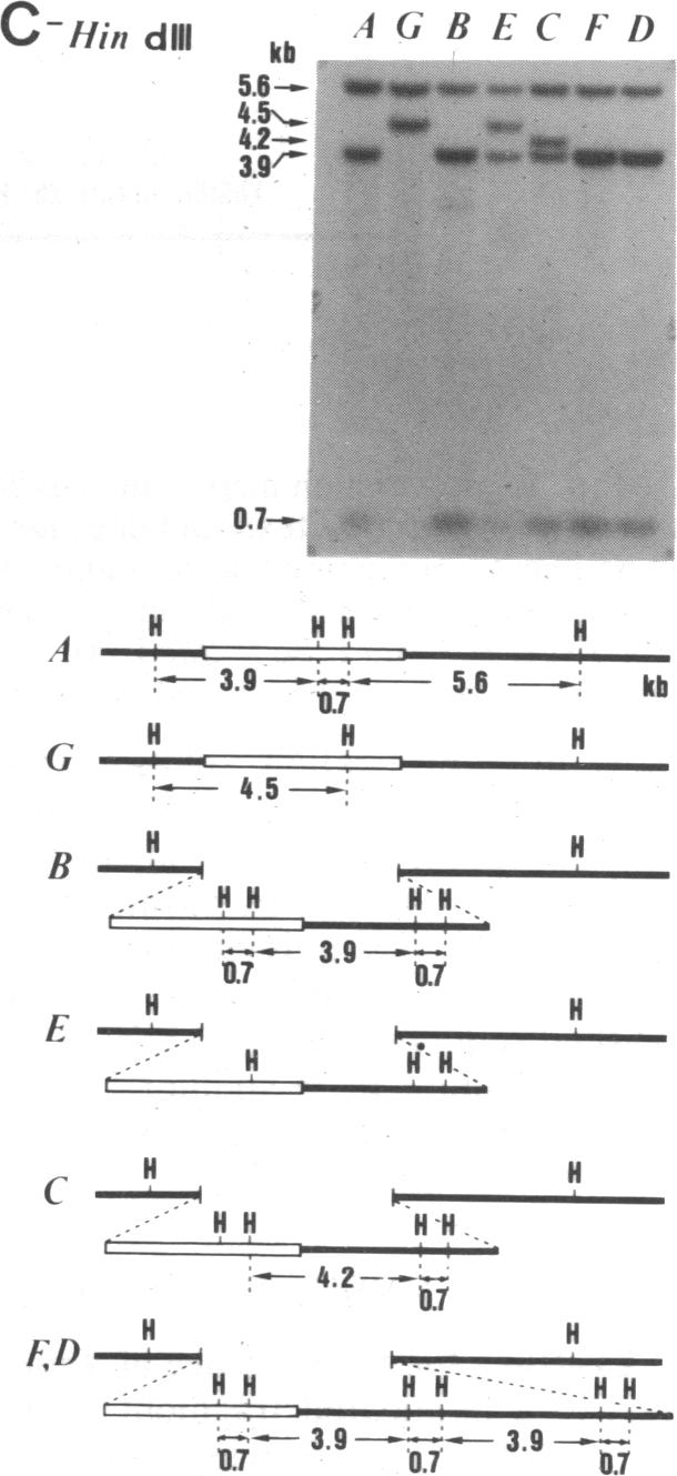 graphic file with name pnas00280-0208-a.jpg