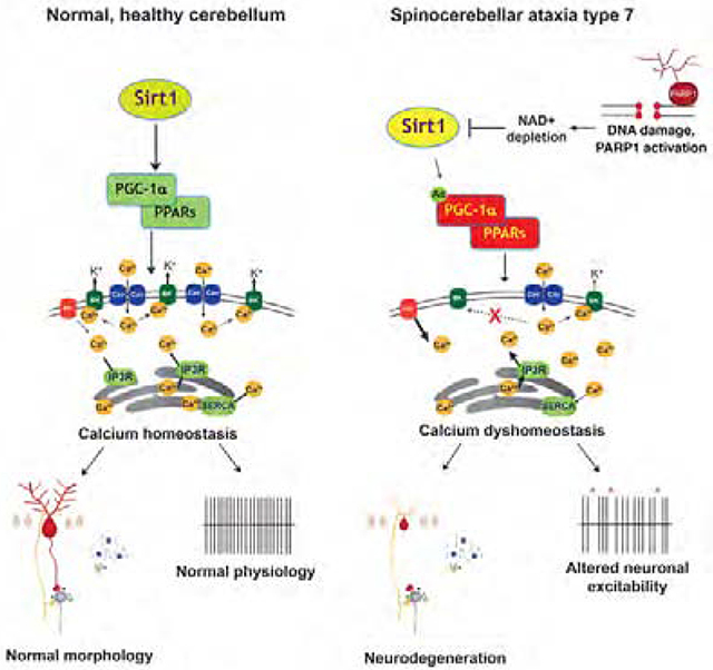 graphic file with name nihms-1546149-f0008.jpg