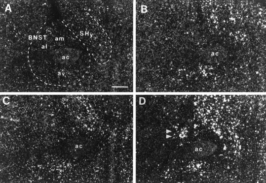 Fig. 10.