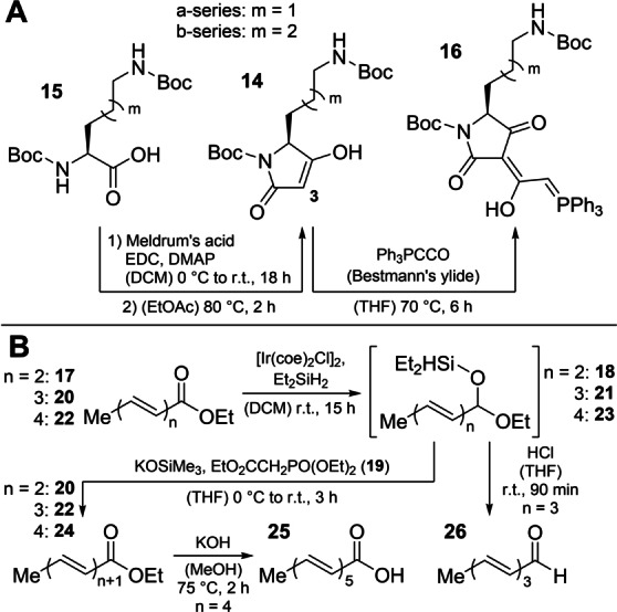Scheme 3