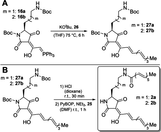 Scheme 4