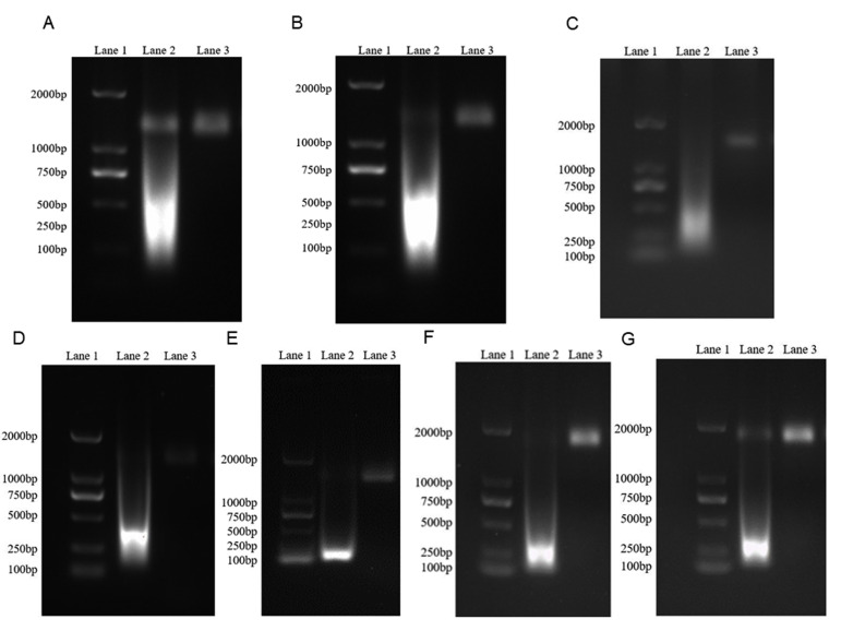 Supplemental Figure S1