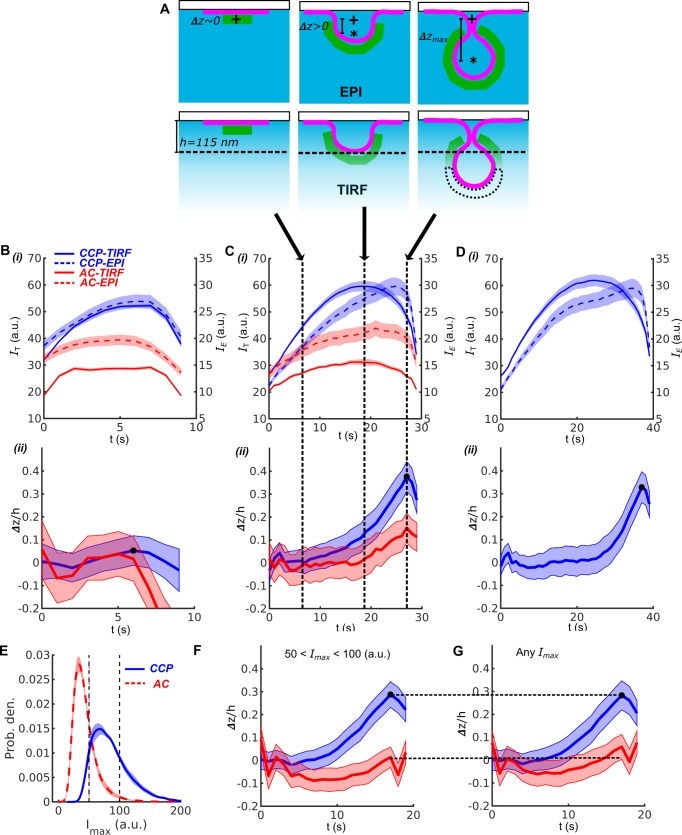 Figure 3—figure supplement 3.