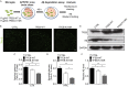 Figure 7