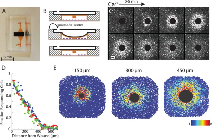 FIGURE 2: