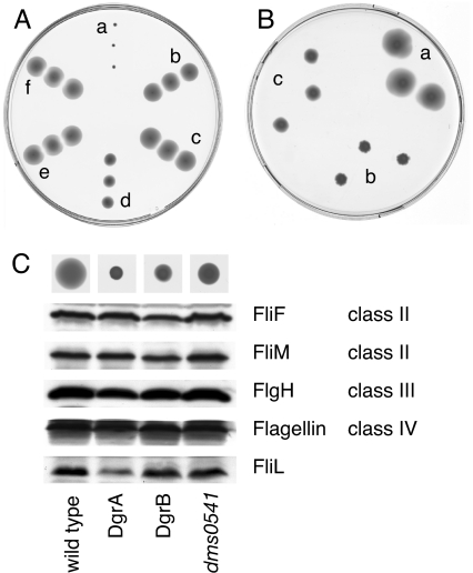 Fig. 3.