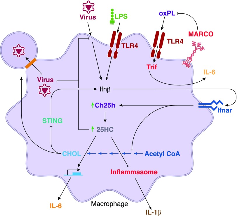 Figure 1.