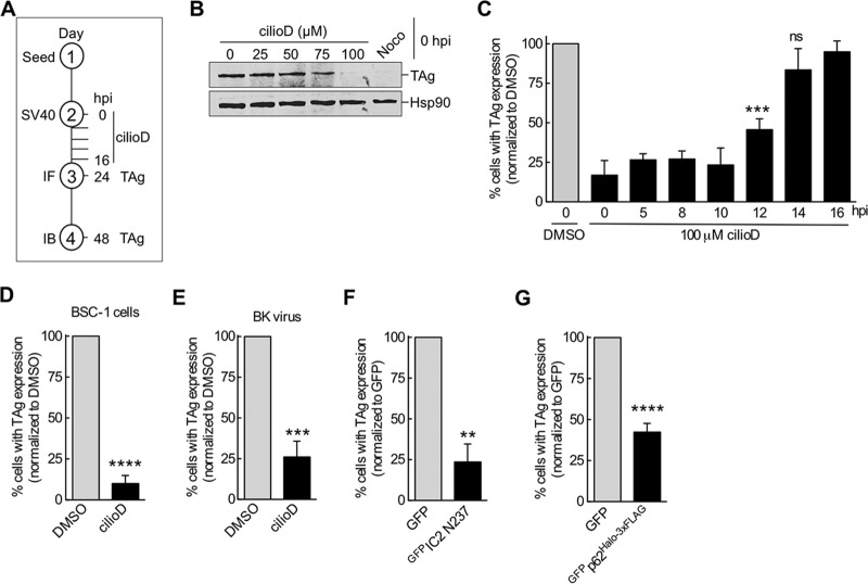 FIG 1