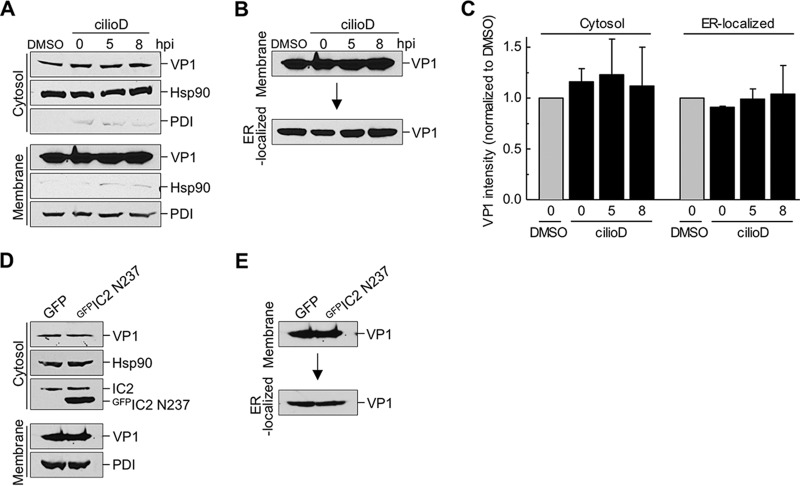 FIG 3