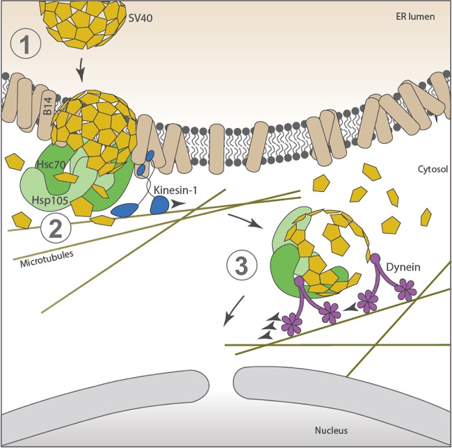 FIG 6