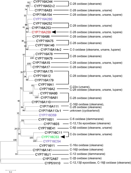 Figure 5. Phylogenetic tree of previously characterized CYP716 enzymes and the A. marina CYP716s identified in this study. The numbers above the branches indicate bootstrap values for 1,000 replicates. The scale bar shows the amino acid substitution ratio. The P450s isolated in this study are denoted by color text: CYP716A259 in red, CYP716C53 in green, and P450s without significant activity in purple. The filled arrowheads indicate the P450s defined functionally in this study. The determined biochemical activities of the P450s are indicated on the right, with their substrate triterpene skeletons or compounds shown in parentheses. CYP72A67 and CYP51H10 were used as outgroups. The Origin and GenBank accession numbers of P450 sequences used for the phylogenetic analysis are shown in Supplementary Table S4.