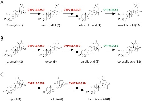 Figure 3. Reactions catalyzed by CYP716A259 and CYP716C53 in triterpene-producing engineered yeast. The arrows represent single oxidation reactions catalyzed by CYP716A259 and CYP716C53.