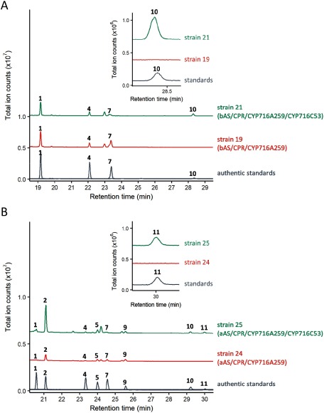 Figure 4. Enzyme assays of CYP716C53 in engineered yeast strains endogenously producing oleanolic acid and ursolic acid. The GC-MS chromatograms of the extracts of (A) bAS/CPR/CYP716A259/CYP716C53-expressing yeast and (B) aAS/CPR/CYP716A259/CYP716C53-expressing yeast are shown. Enlarged chromatograms are shown in the inset. The numbers in the chromatograms correspond to the compounds shown in Figure 3. The ion fragmentation patterns of peak 10 and peak 11 are shown in Supplementary Figure S3.