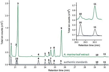 Figure 1. Gas chromatography-mass spectrometry (GC-MS) analysis of A. marina leaf extracts. GC-MS chromatogram of A. marina leaf extracts. Enlarged chromatograms are shown in the inset. Numbers in the chromatograms correspond to the compounds shown in Figure 3. The ion fragmentation pattern is shown in Supplementary Figure S1. Estimation of content of each triterpenoid was performed based on peak areas, by comparing the areas of corresponding authentic standards with known concentrations (Supplementary Table S1).