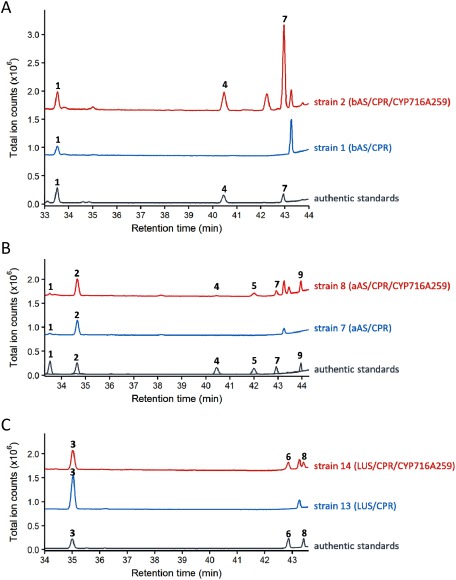 Figure 2. Enzyme assays of CYP716A259 in engineered yeast strains endogenously producing triterpene scaffold. The GC-MS total ion chromatograms of yeast extracts are shown. CYP716A259 was expressed in (A) β-amyrin-, (B) α-amyrin-, and (C) lupeol-producing yeast. The numbers in the chromatograms correspond to the compounds shown in Figure 3. The ion fragmentation patterns, of each product and the authentic standards, are shown in Supplementary Figure S2.