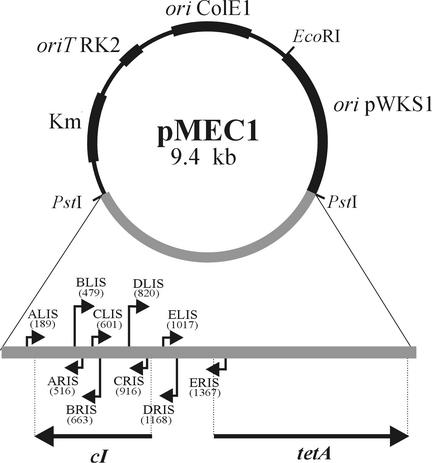 FIG. 1.