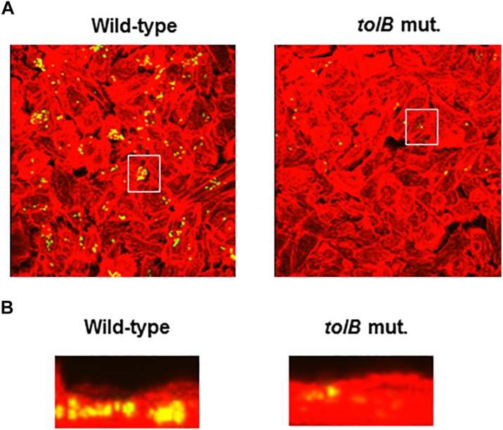 FIGURE 3